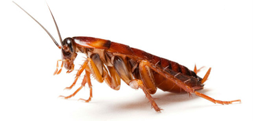 Cockroaches