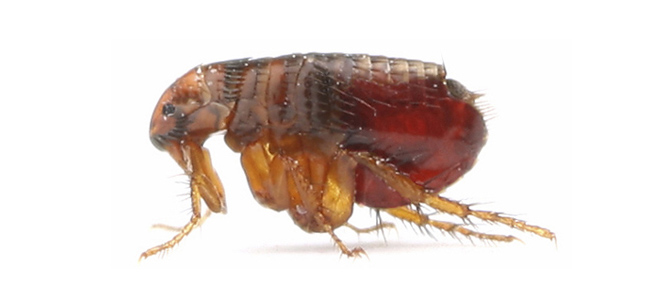 Fleas