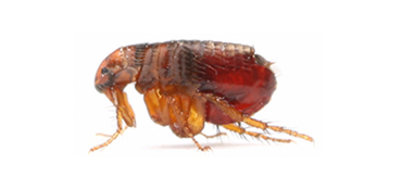 Fleas